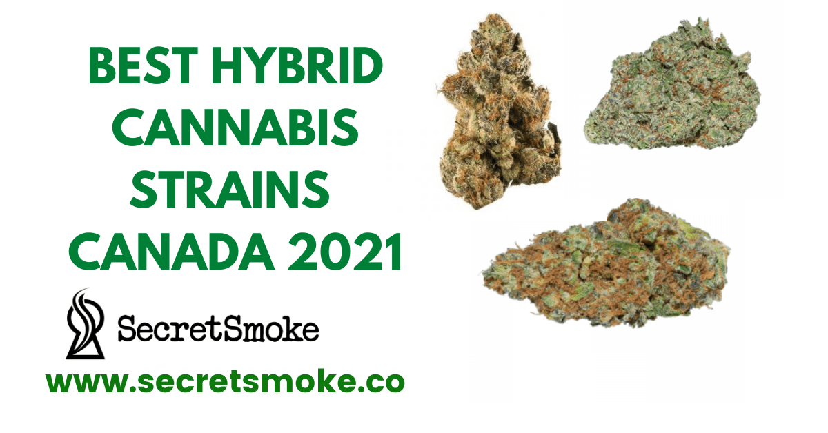 Best Hybrid Cannabis Strains Canada 2021